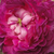 Lila - Gallica rosen - Belle de Crécy